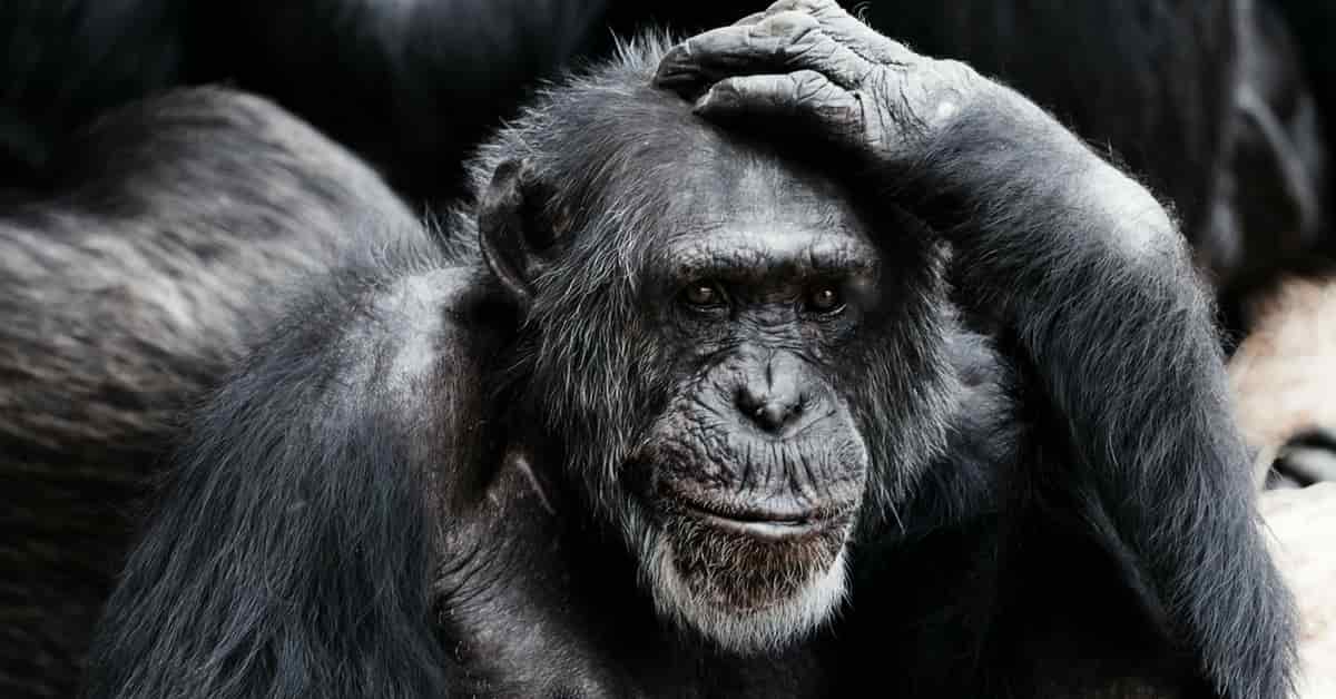 Σαν το χιμπαζι αναρωτιέσε γυναίκες το παίζουν δύσκολες